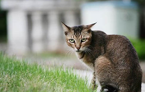 阿比西尼亚猫哪个色最贵