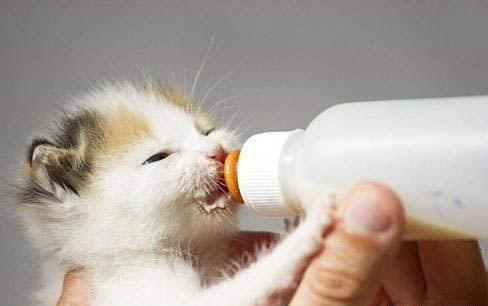 请问猫咪呕吐的原因及处理方法?