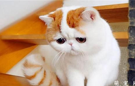 加菲猫为什么总是流眼泪