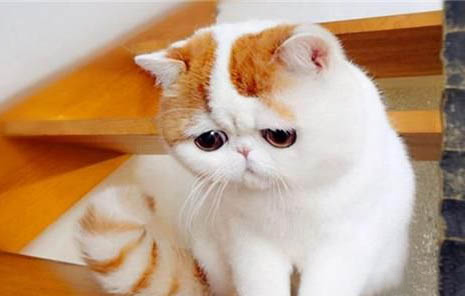 加菲猫为什么不能养