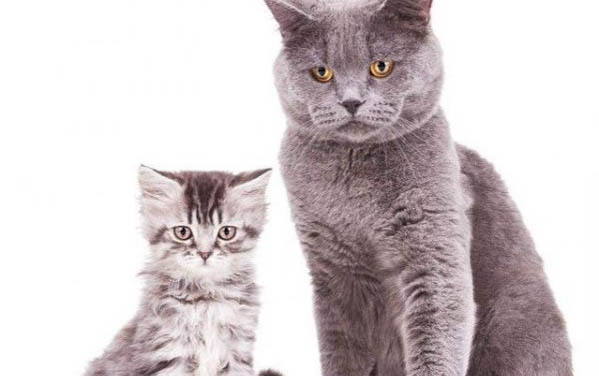大猫和小猫能一起养吗