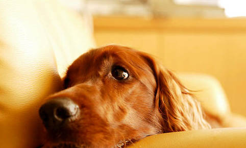 狗狗受到惊吓后有什么症状？