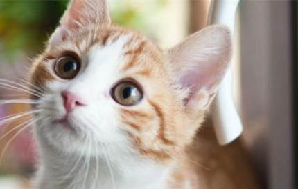 猫咪掏耳朵后死了怎么办?