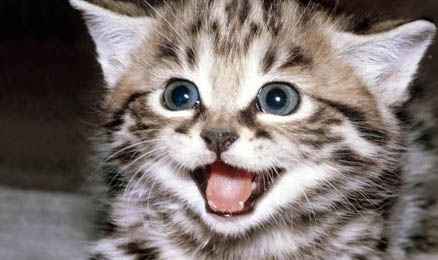 猫一直拉肚子怎么办