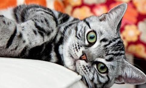 猫咪可以吃蛋黄吗?