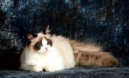布偶猫可以活多久