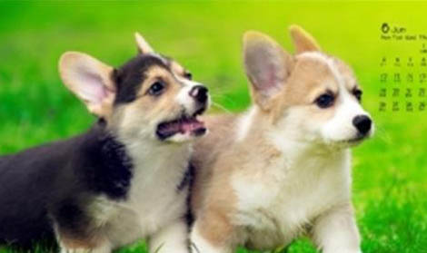 柯基犬拉血便的原因及处理方法