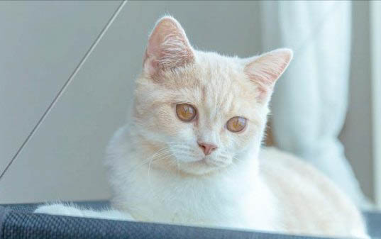 刚买回来的小猫应该注意什么