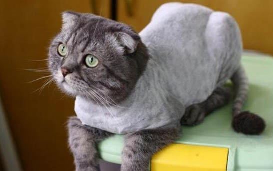 没得耳螨的猫咪可以滴药吗？
