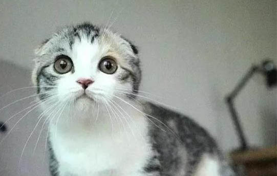 折耳猫一般多大发病