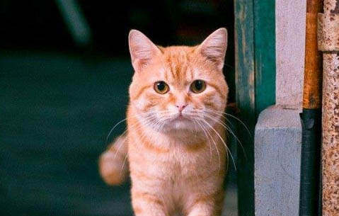 猫咪能不能吃玉米