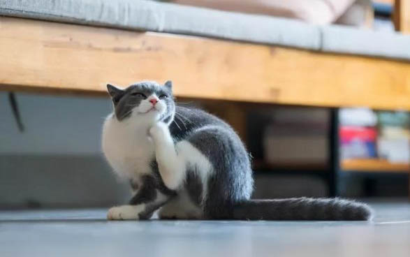 猫咪血尿的原因有哪些