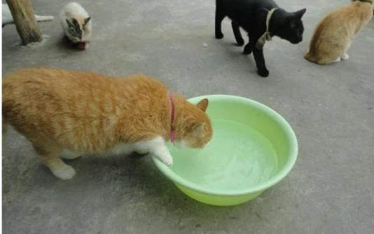 猫咪化毛膏多久喂一次?一次吃多少?