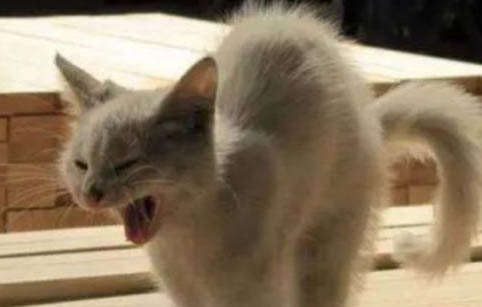 猫腹传还需要治吗