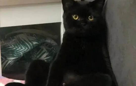 千万别养英国短毛猫