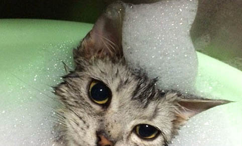 猫咪洗澡不让吹怎么办