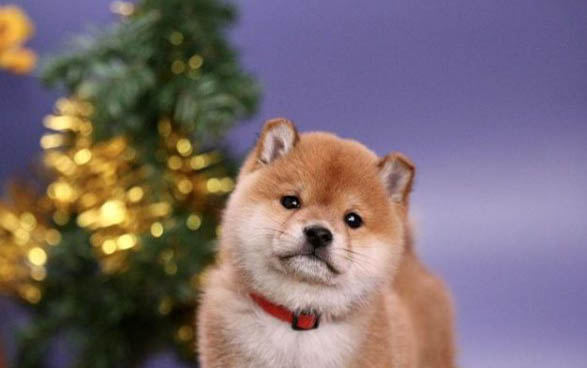 柴犬可以训练到什么程度