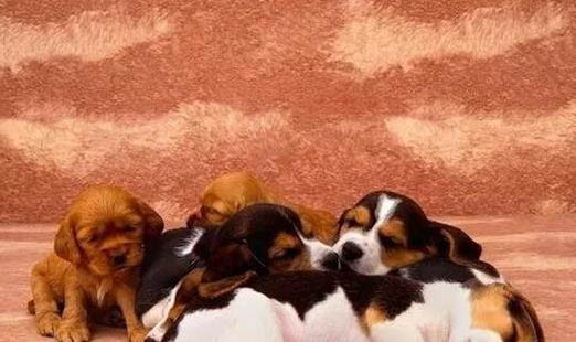 狗狗几个月换牙齿