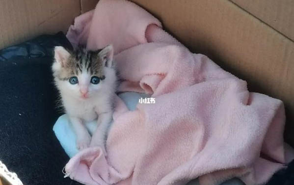 小猫打喷嚏怎么回事