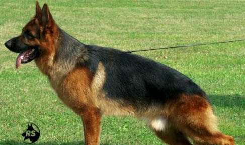 母犬怀孕几个月生小狗