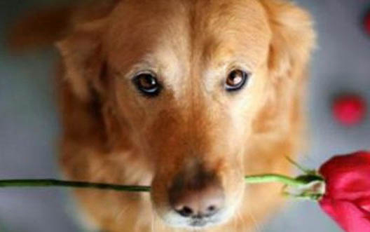 怎么判断克伦伯猎鹬犬得了什么病
