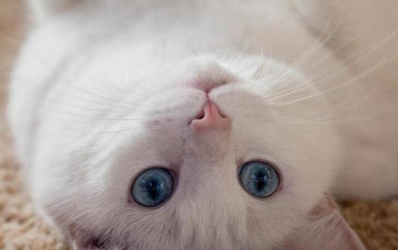 猫咪嗓子哑了叫不出声音
