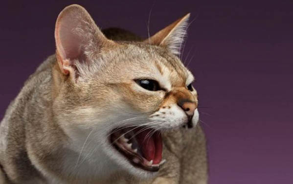 速诺片对猫有害吗