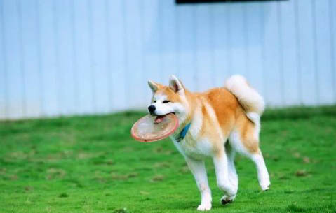 秋田犬和柴犬幼犬哪个好