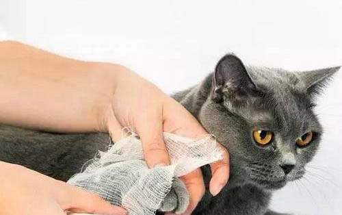 猫咪尿床上是什么原因