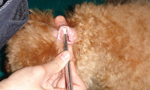 可爱小型犬有哪些品种
