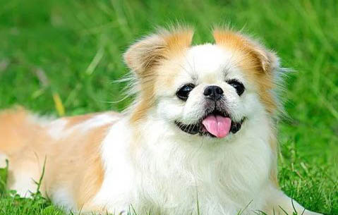 在中国禁养的犬种有哪些