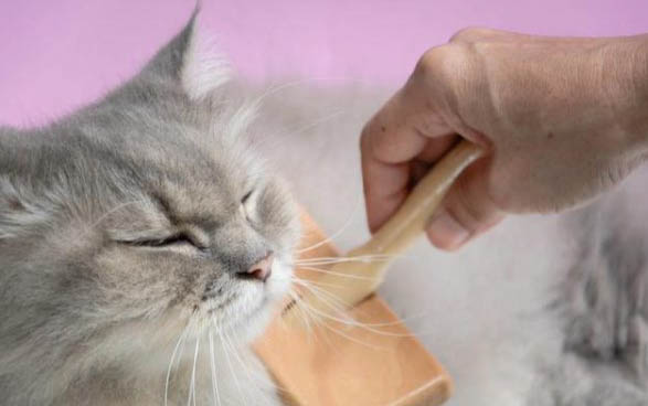 猫咪不吃驱虫药怎么喂？它们几个月的时候可以洗澡？