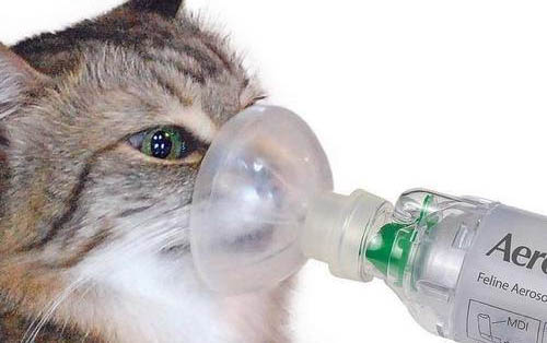 小猫营养膏一天吃多少
