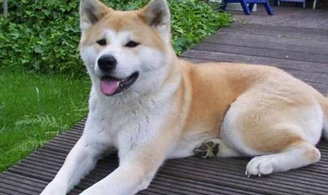 秋田犬和柴犬幼犬哪个好