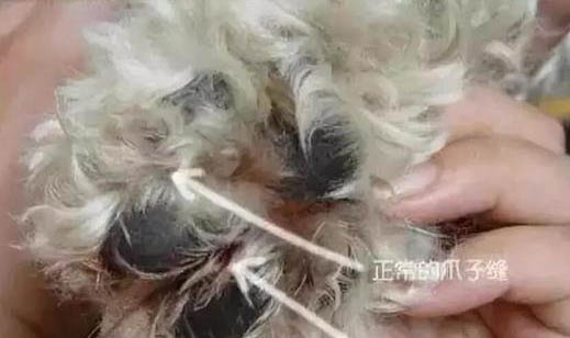 狗狗爱舔主人衣服是什么原因