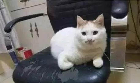 猫咪宫缩症状有哪些