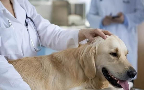 狗狗髌骨脱位不手术治疗有什么后果