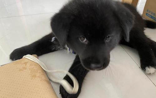 小狗抓了一道红印子?