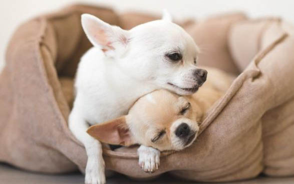 狗能吃洋葱么