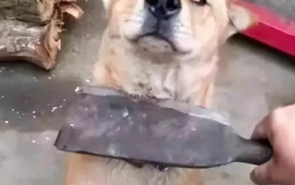 狗狗腹泻如何调理