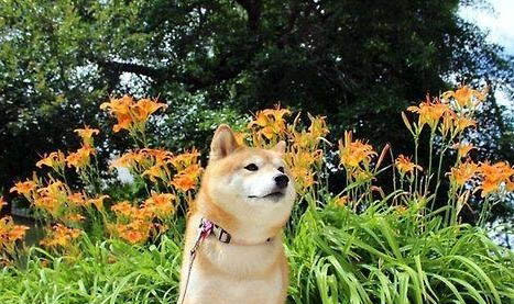 如何挑选柴犬狗粮呢