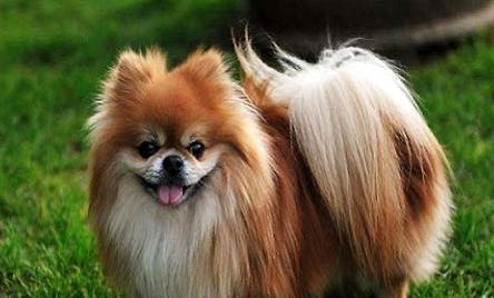 博美犬适合多大的狗笼