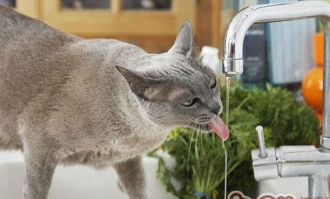 如何引导猫咪多喝水？