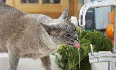 怎么让两只猫和谐共处