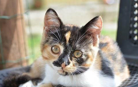 猫咪突然压低身子走路