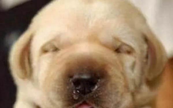 棉花面纱犬哪里有卖