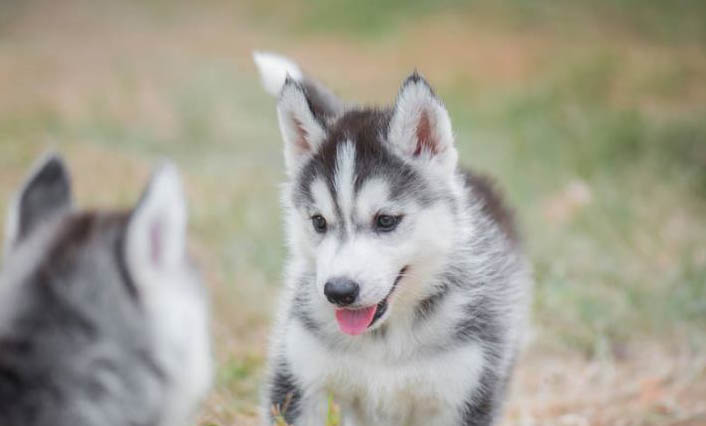 哈士奇幼犬吃什么狗粮才好？