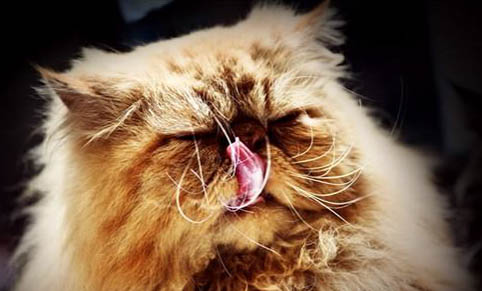 猫咪后背有软的鼓包?