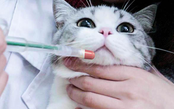 猫可以坐地铁吗