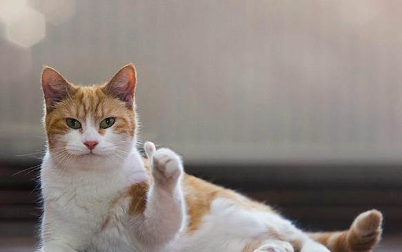 猫咪尾巴毛囊炎传染吗